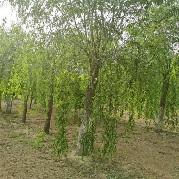 柳樹圖片 柳樹圖片