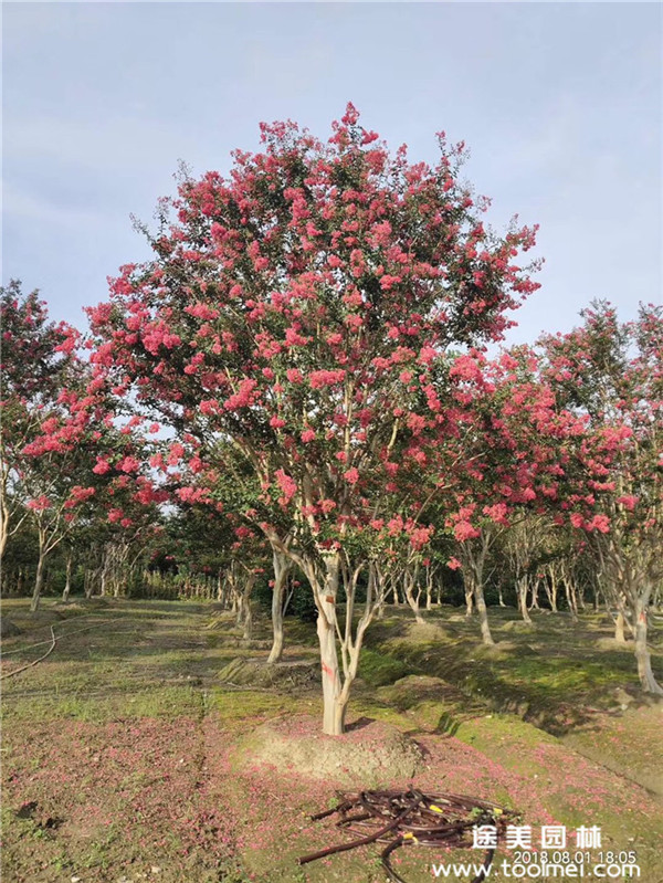 紫薇圖片 紫薇圖片