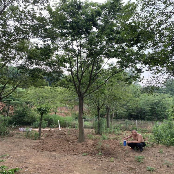 叢生樸樹圖片 叢生樸樹圖片