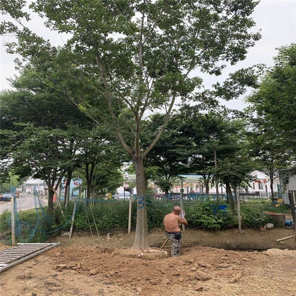 叢生樸樹圖片 叢生樸樹圖片