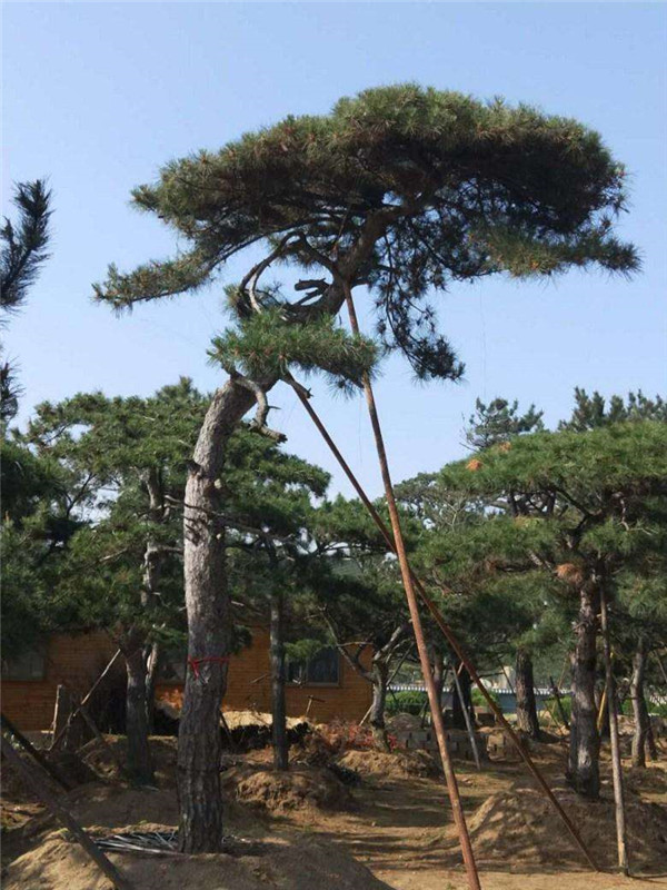 松樹(shù)圖片 松樹(shù)圖片