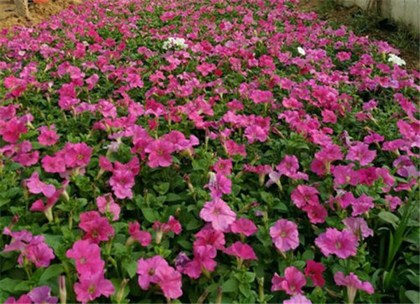 矮牽牛圖片 矮牽牛圖片