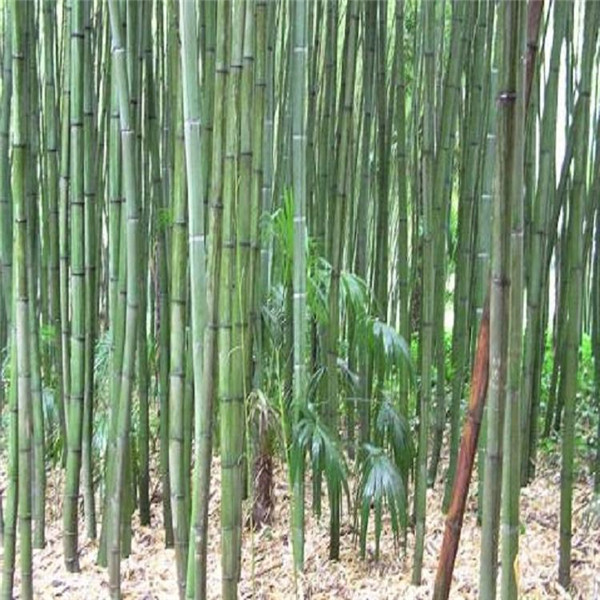 剛竹圖片 剛竹圖片