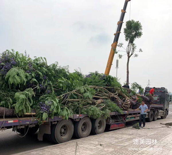 藍(lán)花楹圖片 藍(lán)花楹圖片