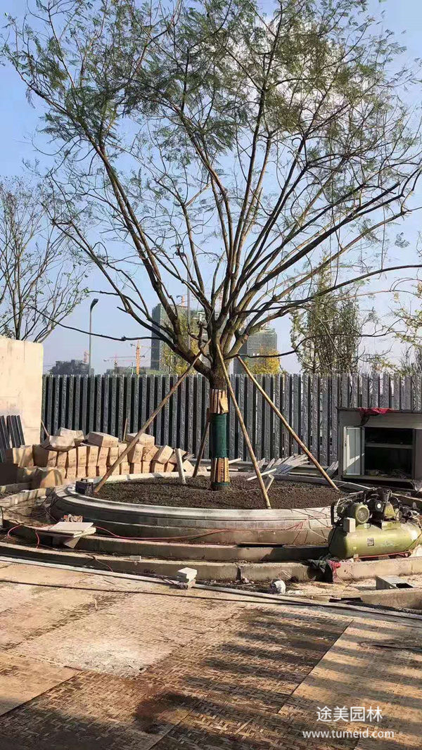 藍(lán)花楹圖片 藍(lán)花楹圖片