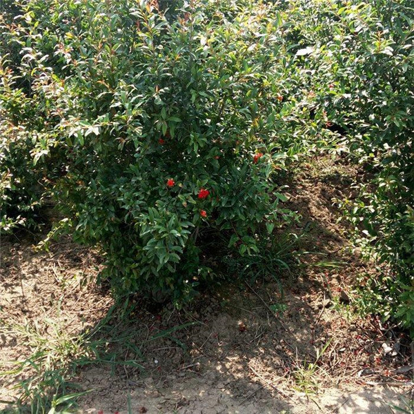 花石榴圖片 花石榴圖片