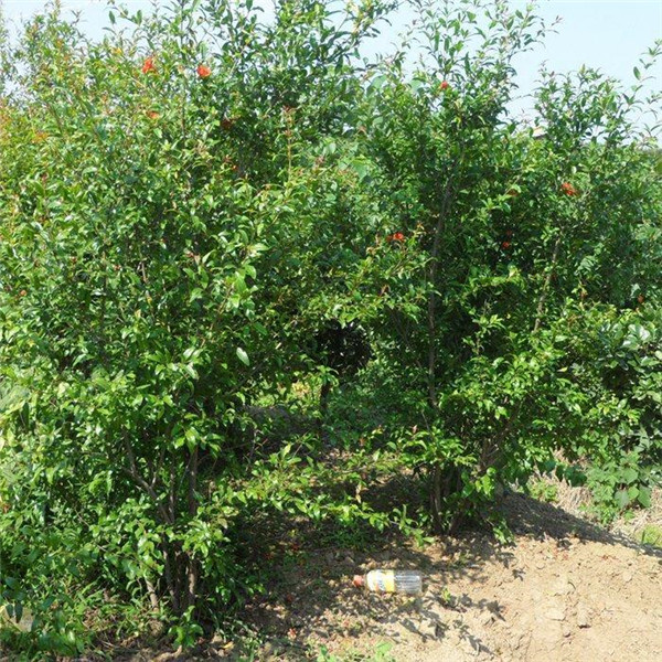 花石榴圖片 花石榴圖片