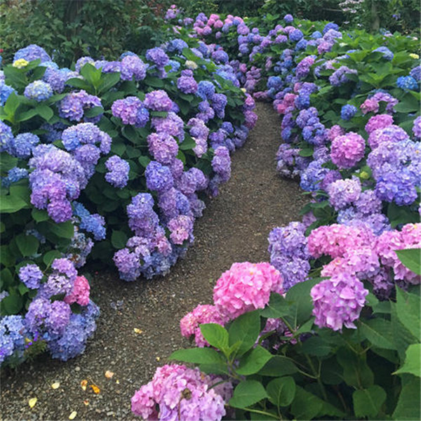 繡球花圖片 繡球花圖片