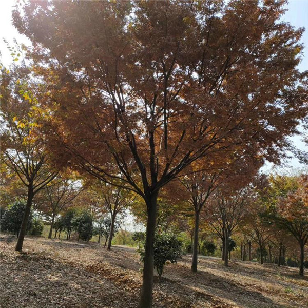 樸樹圖片 樸樹圖片