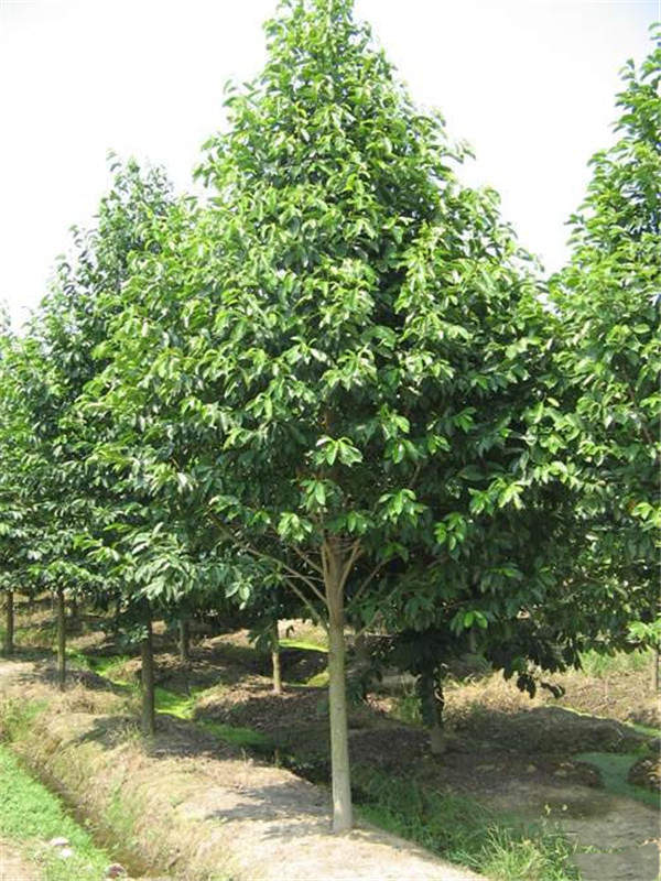 樂昌含笑圖片 樂昌含笑圖片