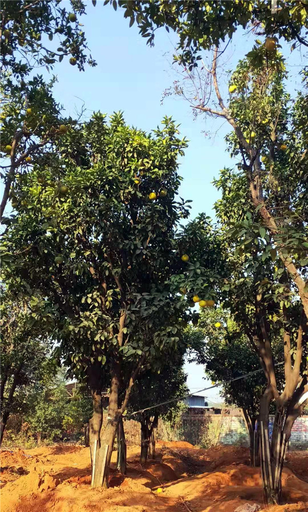 香泡樹圖片 香泡樹圖片