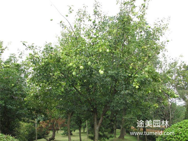 木瓜海棠圖片 木瓜海棠圖片