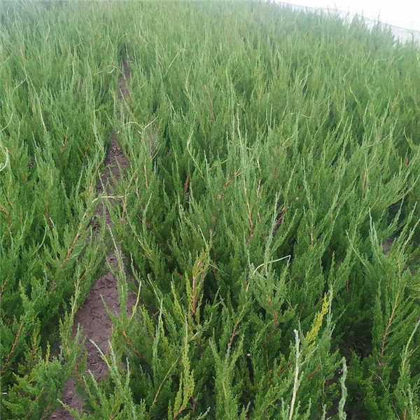 側柏圖片 側柏圖片