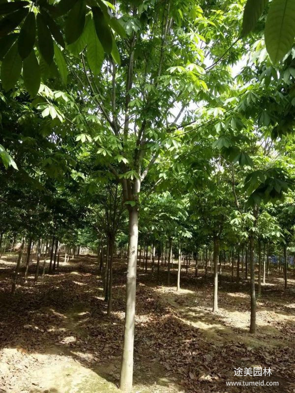 七葉樹圖片 七葉樹圖片