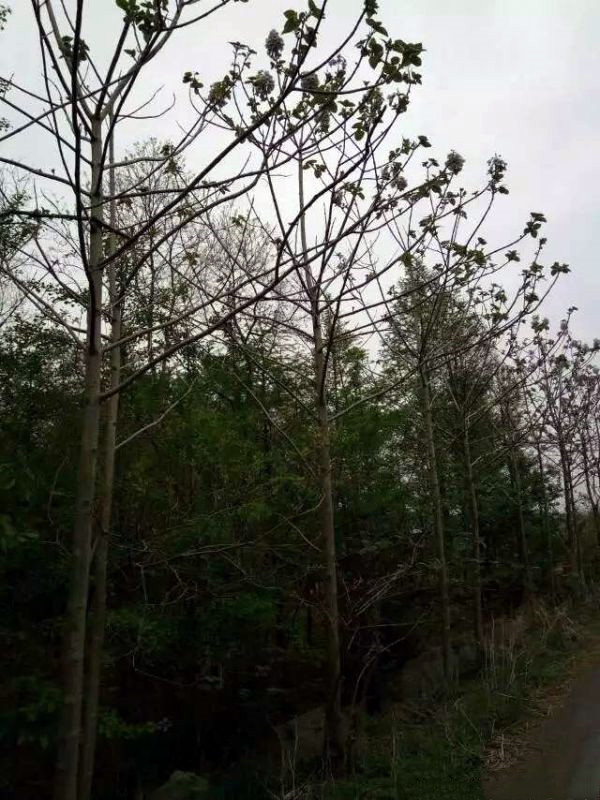 泡桐樹圖片 泡桐樹圖片