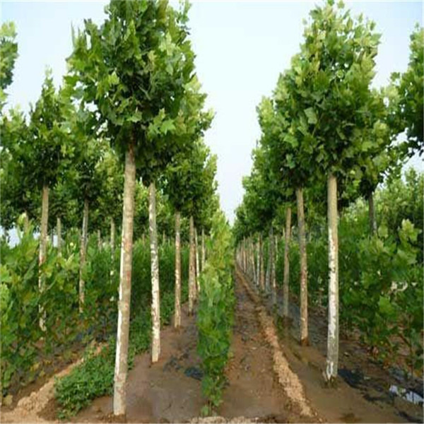 法桐圖片 法桐圖片