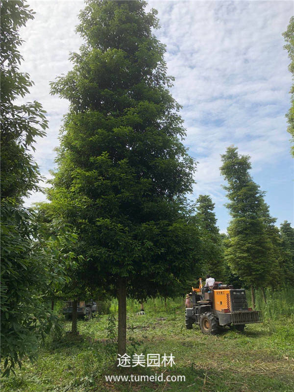 楨楠圖片 楨楠圖片