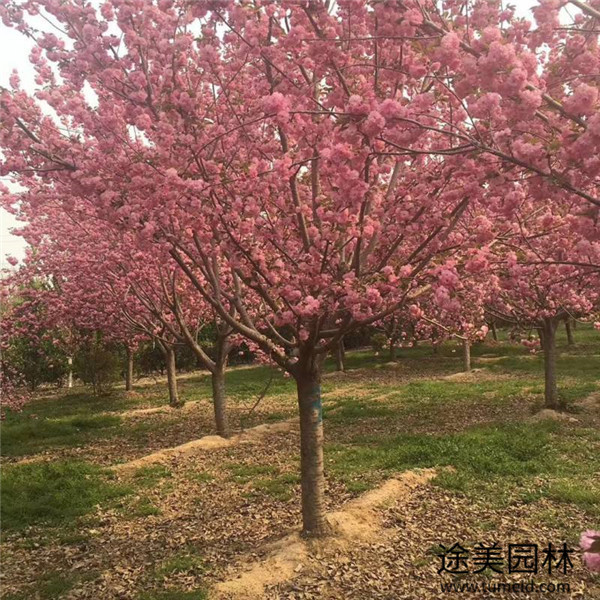 櫻花圖片 櫻花圖片