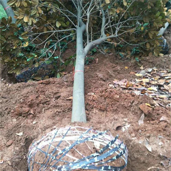 白玉蘭圖片 白玉蘭圖片