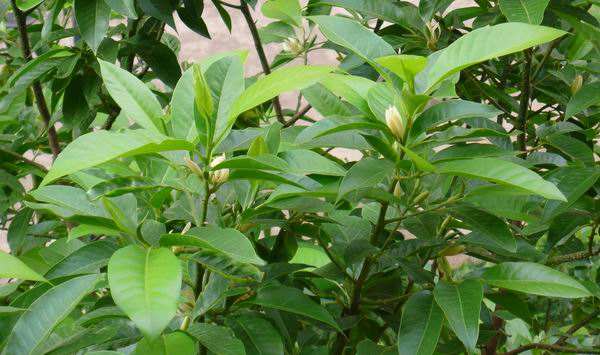 黃葛樹圖片 黃葛樹圖片