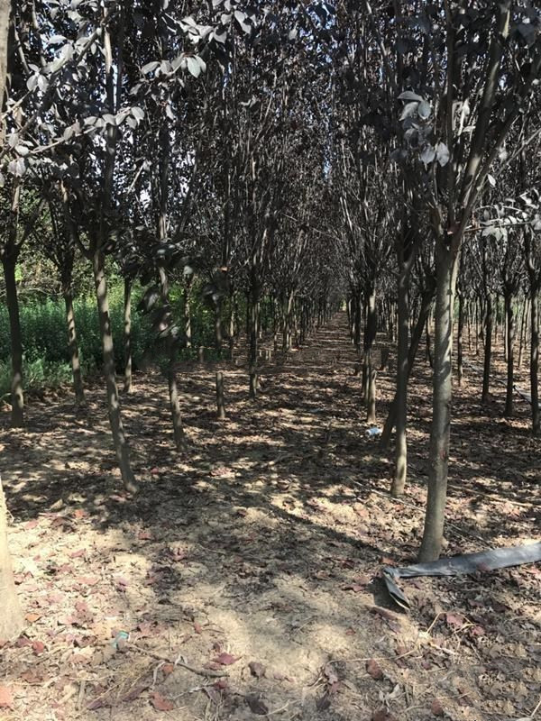 紫葉李圖片 紫葉李圖片