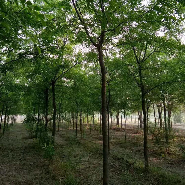 皂角樹圖片 皂角樹圖片