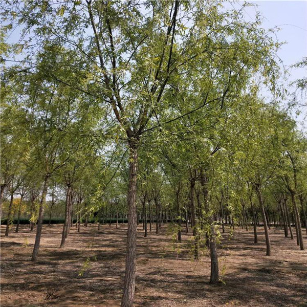 垂柳圖片 垂柳圖片