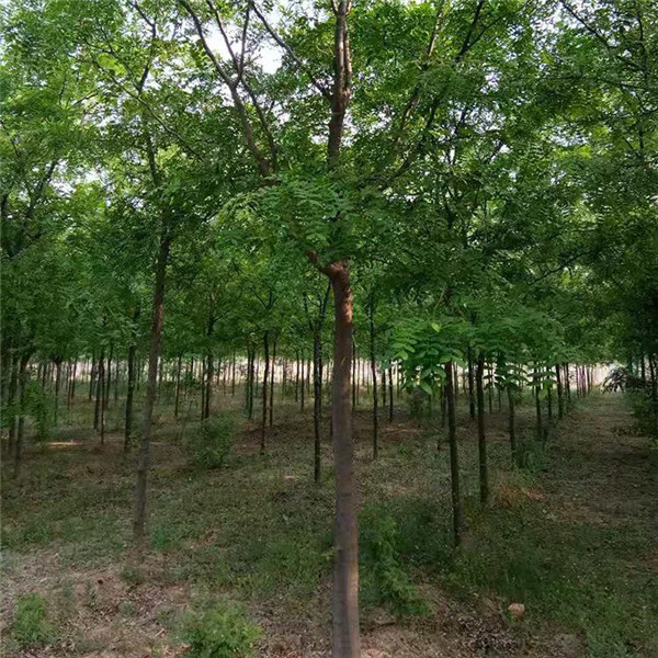 皂角樹圖片 皂角樹圖片