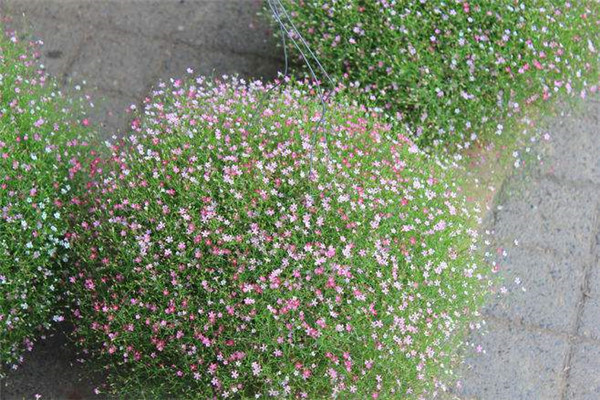 滿天星圖片 滿天星圖片