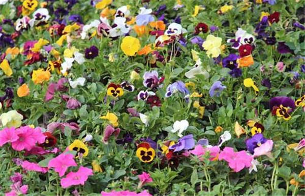 三色堇圖片 三色堇圖片