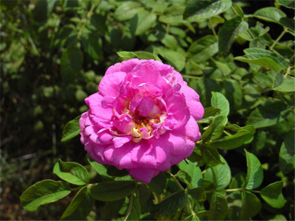 玫瑰圖片 玫瑰圖片