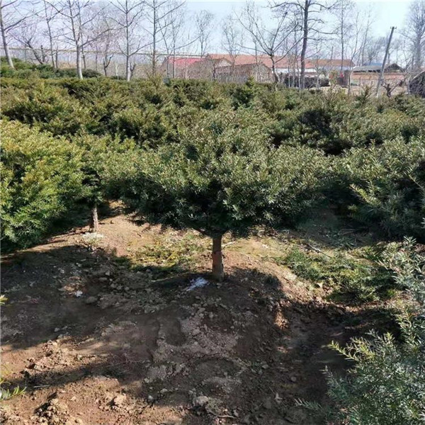 紅豆樹圖片 紅豆樹圖片