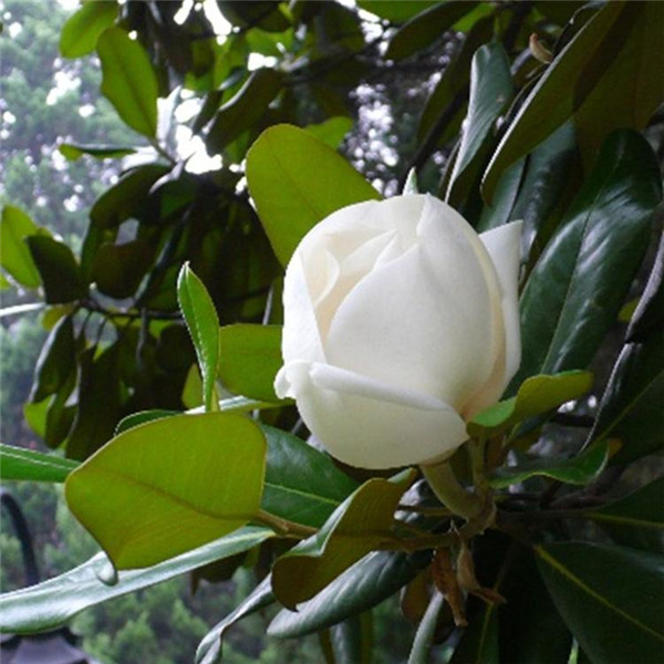 廣玉蘭圖片 廣玉蘭圖片