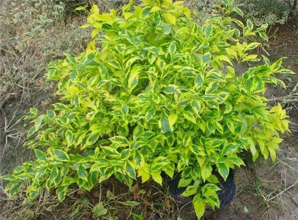 連翹圖片 連翹圖片