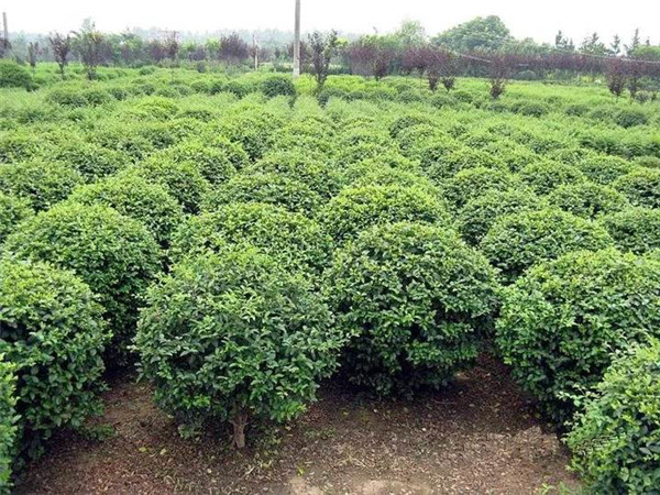 海桐圖片 海桐圖片