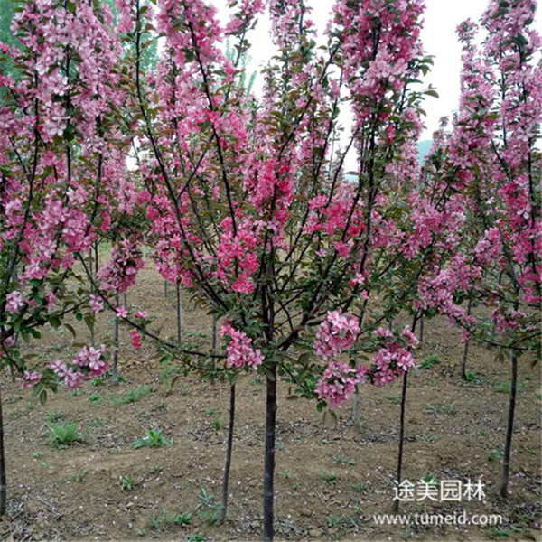 西府海棠圖片 西府海棠圖片