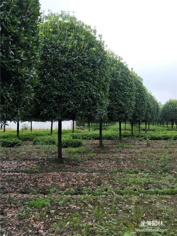 桂花圖片 桂花圖片