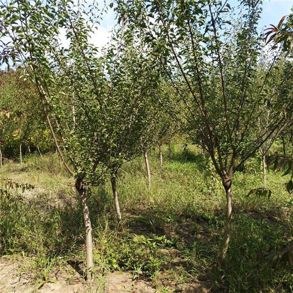 紅梅圖片 紅梅圖片