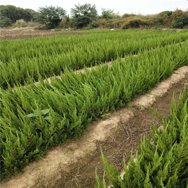 側柏圖片 側柏圖片