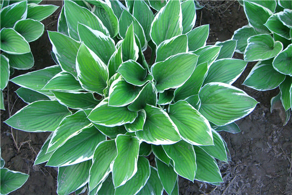 花葉玉簪圖片 花葉玉簪圖片