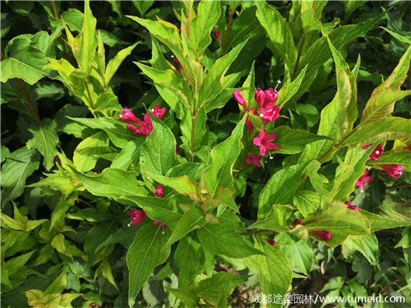 紅王子錦帶圖片 紅王子錦帶圖片