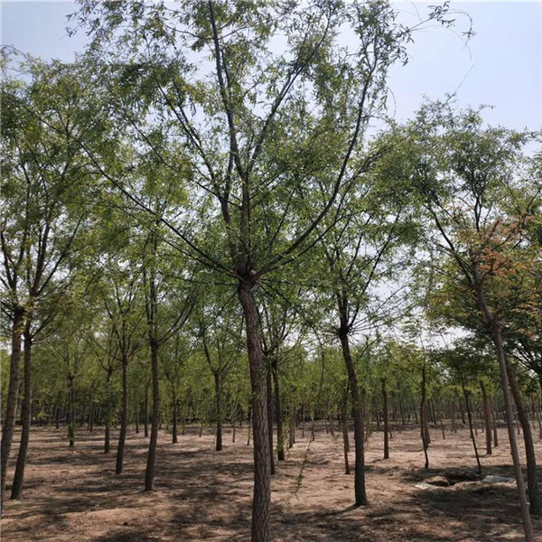 垂柳圖片 垂柳圖片