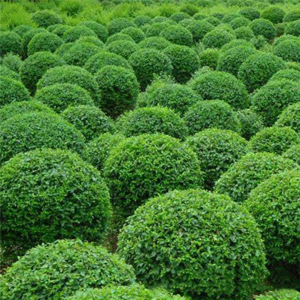 冬青圖片 冬青圖片