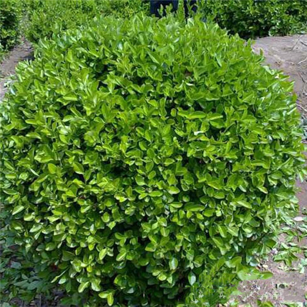 冬青圖片 冬青圖片