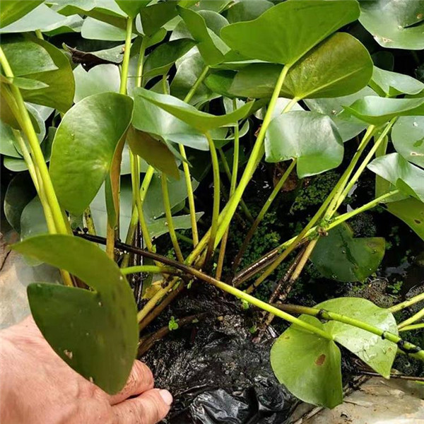 睡蓮圖片 睡蓮圖片