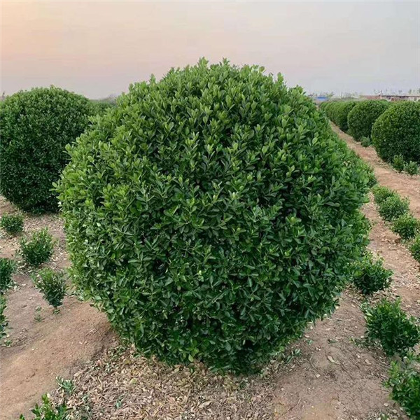 黃楊圖片 黃楊圖片