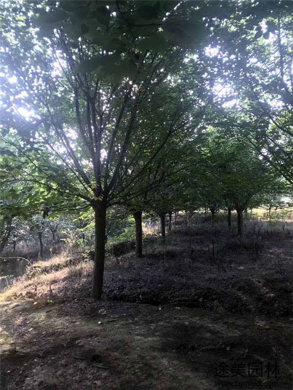 櫻花圖片 櫻花圖片