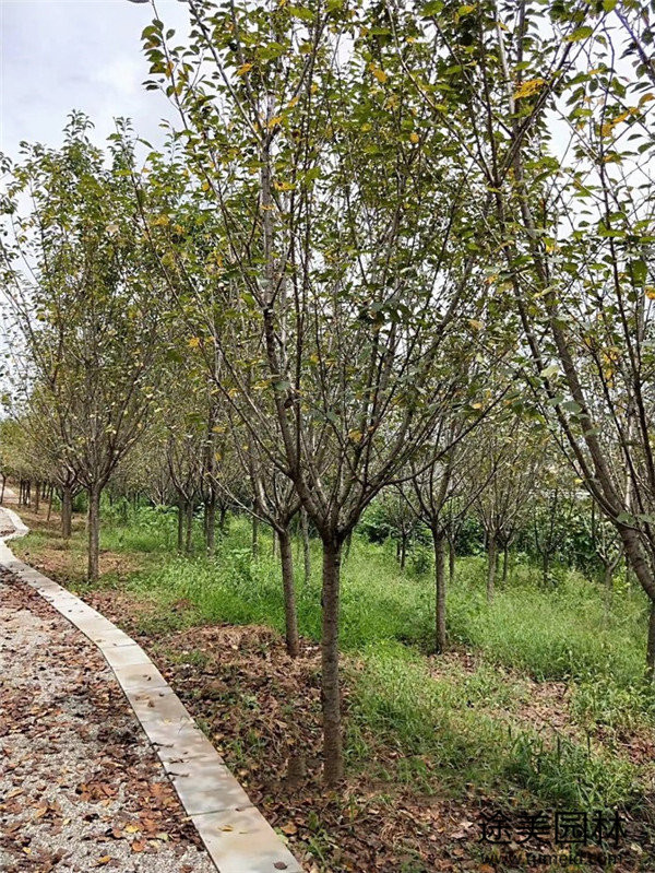 櫻花圖片 櫻花圖片