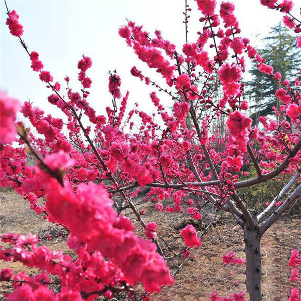 美人梅圖片 美人梅圖片