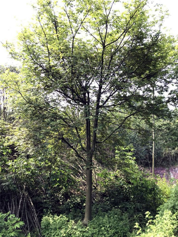 雞爪槭圖片 雞爪槭圖片